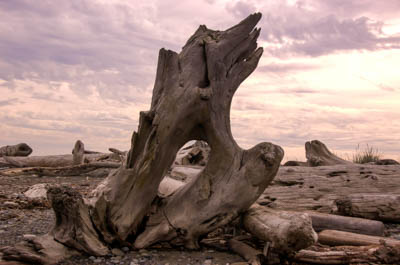 Photo Note Card: 
Driftwood on the Beach, along a hike along the Dungeness Spit at Sequim, on the Olympic Penisula  of Washington