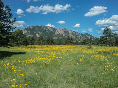 Photo: Spring Meadow of Yellow Composite Wildflowers in front of the Boulder Flatirons, taken along Flatirons Vista trail, Boulder Mountains Open Space Park, Boulder, Colorado