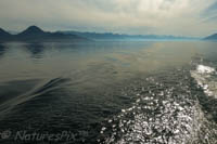 Photo Note Card: Boat's wake, Frederick Sound, Inner Passage, Southeast Alaska
