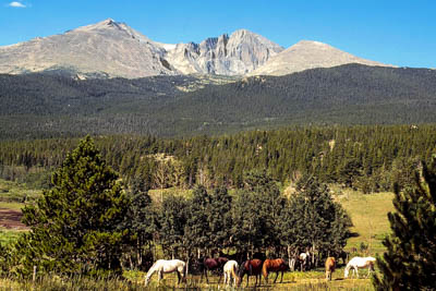 Photo Note Card: 
Longs Peak (14,259'), surrounded by Mount Meeker (13,911'l),  Mount Lady Washington (13,281') and peacefully grazing horses,  was taken in the Rocky Mountain National Park area of the Colorado Rocky Mountains