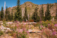 Photo Note Card: Fireweed and other flora, Mount St Helens National Monument, Washington
