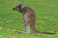 Photo Note Card: Big Red Kangaroo, Yanchep National Park, Western Australia, Australia
