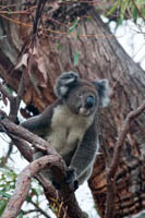 Photo Note Card: Koala, Yanchep National Park, Western Australia, Australia
