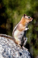 Photo Note Card: Ground Squirrel, Rocky Mountain National Park, Colorado
