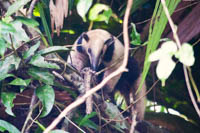 Photo Note Card: Anteater, Parque Nacional Tortuguero, Costa Rica
