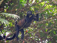 Photo Note Card: Howler Monkey, Parque Nacional Tortuguero, Costa Rica
