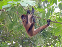 Photo Note Card: Spider Monkey, Parque Nacional Tortuguero, Costa Rica
