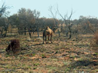 Photo Note Card: Camel grazing off the highway, Outback, Northern Territory, Australia
