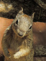 Photo Note Card: Rock Squirrel, Virgin River river trail walk, Zion National Park, Utah
