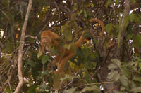 Photo Note Card: 'Blondie' Howler Monkey, Rio Frio, Cano Negro Wildlife Refuge, Cost Rica
