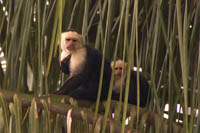 Photo Note Card: White-faced Capuchin Monkeys, Rio Frio, Cano Negro Wildlife Refuge, Cost Rica
