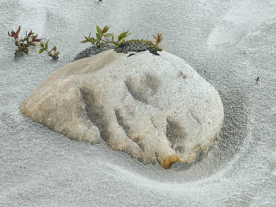 Photo Note Card: 
Face in the Sand,  was taken at the Baird Glacier outwash, Thomas Bay, Inner Passage of southeast Alaska