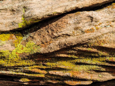 Photo Note Card: 
Bright Colors and Intricate Patterns of Mosses and Lichens,  was taken at a rock overhang along the Clear Creek trail, as it winds up from the north side of Colorado River at Phantom Ranch and the bottom of Grand Canyon National Park, Arizona