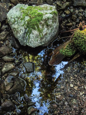 Photo Note Card: 
Reflection Pool and a Moss-covered Rock,  was taken on a hike on an island in Brothers Islands Cove, Frederick Sound, Inner Passage of southeast Alaska