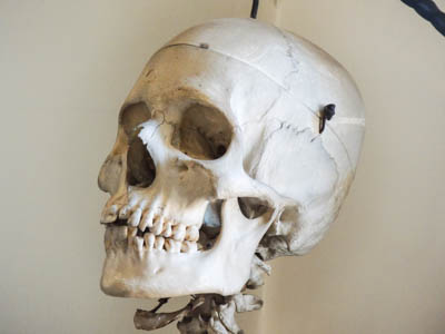 Photo Note Card: 
Skull of a Skeleton Mannequin at the Ye Old Apothecary shop in Colonial Williamsburg Virginia