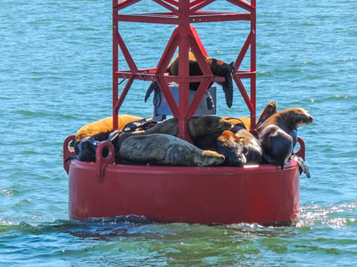Photo Note Card: 
Sea Lions basking in the sun on a buoy in Frederick Sound in the Inner Passage of southeast Alaska