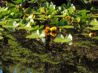Photo Note Card: 
Reflections and a Yellow Pond Lily in a Wetland Area, Ford's Terror, in the Tracy Arm-Ford's Terror Wilderness, off of  Holkham Bay in the Inner Passage of southeast Aaska