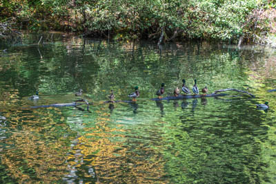 Photo Note Card: 
Mallard Ducks on a Log, Reflections in Lake Enka, Biltmore Lake, Asheville area, North Carolina