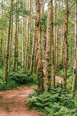 Photo Note Card: 
Aspen Grove,  was taken along the Fern Lake trail on the way to the Pool, in  Moraine Park, Rocky Mountain National Park, Colorado