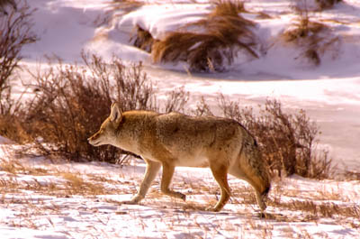 Photo Note Card: 
Coyote hunting,  was taken in meadow in  Moraine Park, Rocky Mountain National Park, Colorado