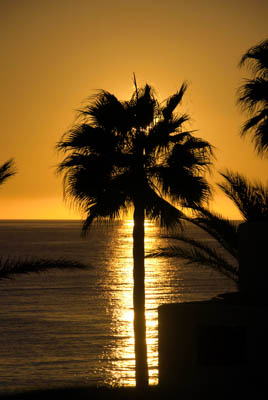 Photo Note Card: 
Sunset over the Mediterranean, showing a palm tree being silhouetted by the sun diving under the horizon, across the Mediterranean Ocean toward Africa from a villa in Calahonda, in the Andalusia region in southern Spain
