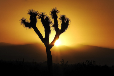 Photo Note Card: 
Sun Setting behind a Joshua Tree, just north of Joshua Tree National Park, in Landers, California
