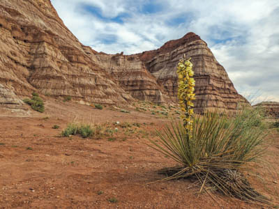Photo Note Card: 
Yucca in bloom in front of uniquely colored and shaped Enstrada Sandstone Buttes, taken along a hike in the Toadstools, in Grand Staircase-Escalante National Monument, in southern Utah near  the Arizona border