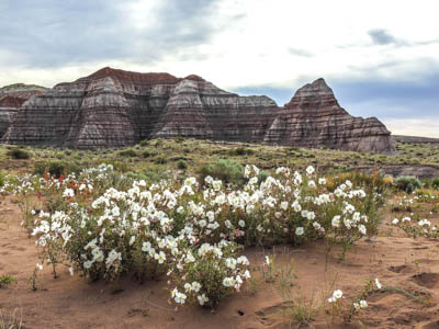 Photo Note Card: 
Pale Evening Primrose, in front of uniquely colored and shaped Enstrada Sandstone Buttes, taken along a hike in the Toadstools, in Grand Staircase-Escalante National Monument, in southern Utah near  the Arizona border