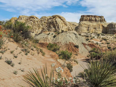 Photo Note Card: 
Yucca and Wildflowers in bloom in a Desert Landscape, taken along a hike in the Toadstools, in Grand Staircase-Escalante National Monument, in southern Utah near  the Arizona border