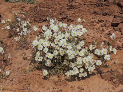 Photo Note Card: 
Pale Evening Primrose, taken along a hike in the Toadstools, in Grand Staircase-Escalante National Monument, in southern Utah near  the Arizona border