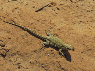 Photo Note Card: 
Eastern Fence Lizard, taken along a hike in the Toadstools, in Grand Staircase-Escalante National Monument, in southern Utah near  the Arizona border
