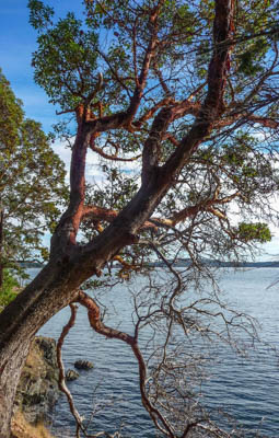 Photo Note Card: 
Madrona Tree along the shoreline, Sucia Island Marine State Park,  in the San Juan Islands Archipelago, in the Salish Sea of Washington