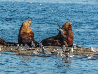 Photo Note Card: 
Steller's Sea Lions and Gulls on a Haulout between Sucia and Matia Islands, in the Salish Sea of Washington