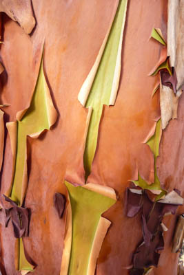 Photo Note Card: 
Closeup of Bark on a Madrona Tree, was taken  on Frost Island,  in the San Juan Islands Archipelago, in the Salish Sea of Washington