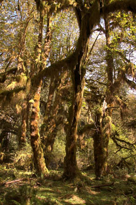 Photo Note Card: 
Rain Forest Setting, Hoh Rain Forest, in Olympic National Park, on the Olympic Peninsula of Washington
