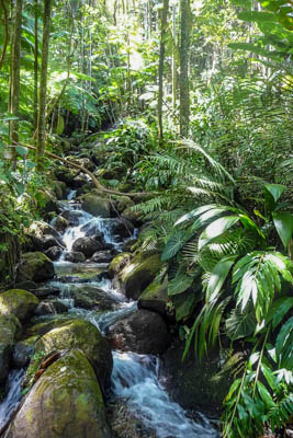 Photo Note Card: 
Meandering stream, surrounded by ferns and other rain forest flora, Hawaiian Tropical Botannical Garden at Onomea Bay on the Big Island of Hawaii