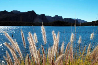 Photo Note Card: 
Apache Lake (a reservoir of the Salt River) with wild grasses in the foreground and the Superstition Mountains in the background, Tonto National Forest east of Phoenix, Arizona