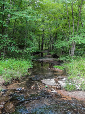 Photo Note Card: 
Woodland Stream, along the Natchez Trace National Scenic Parkway in Tennessee