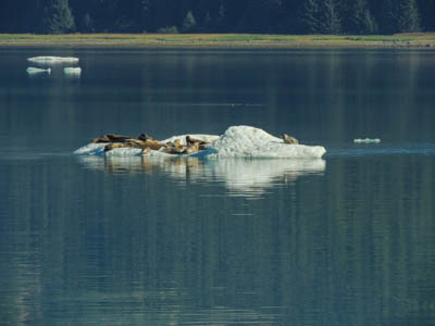 Photo Note Card: 
Harbor Seals sunbathing on a Bergy Bit (small iceberg), Endicott Arm of Holkam Bay, in the Inner Passage of southeast Alaska