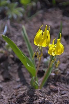 Photo Note Card: 
Glacier Lilies, at Deep Lake in the Flat Tops Wilderness Area, Routt National Forest, Colorado