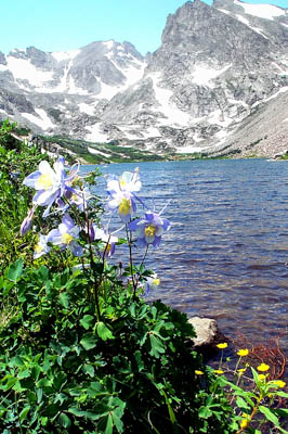 Photo Note Card: 
Blue Columbine in a mountain setting at Lake Isabel, at Brainard Lakes Receation Area, gateway to Indian Peaks Wilderness in the Roosevelt National Forest, Colorado