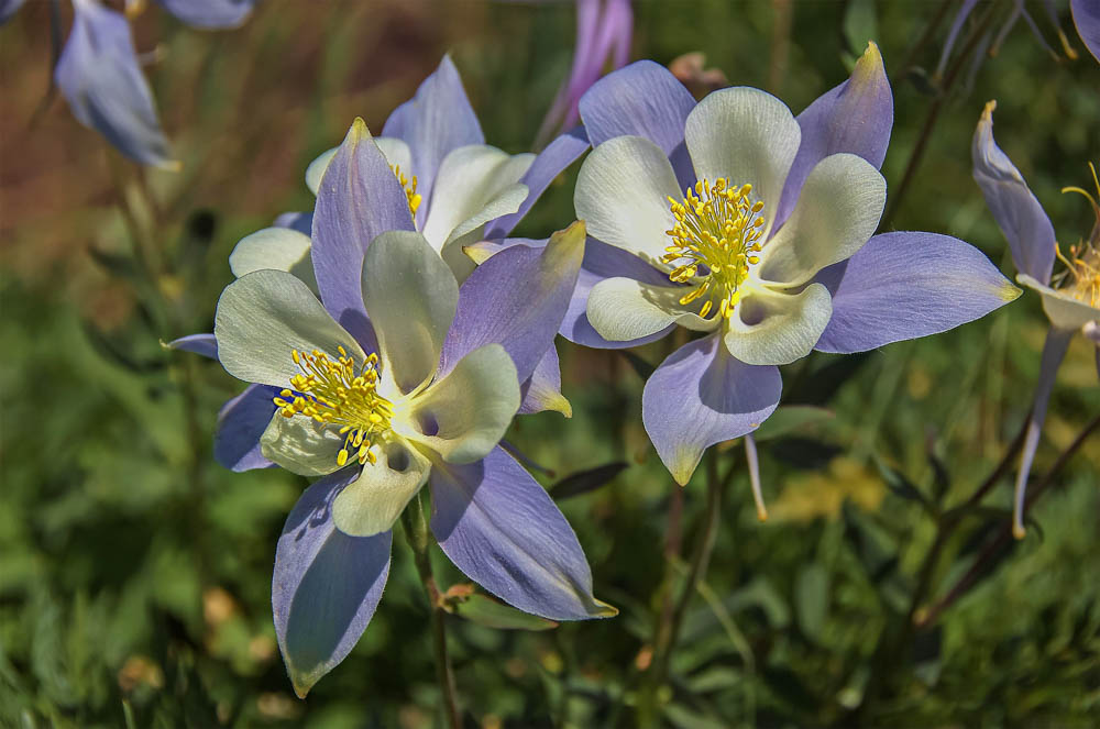 Photo Note Card: 
Blue Columbine in a mountain setting at Lake Isabel, at Brainard Lakes Receation Area, gateway to Indian Peaks Wilderness in the Roosevelt National Forest, Colorado