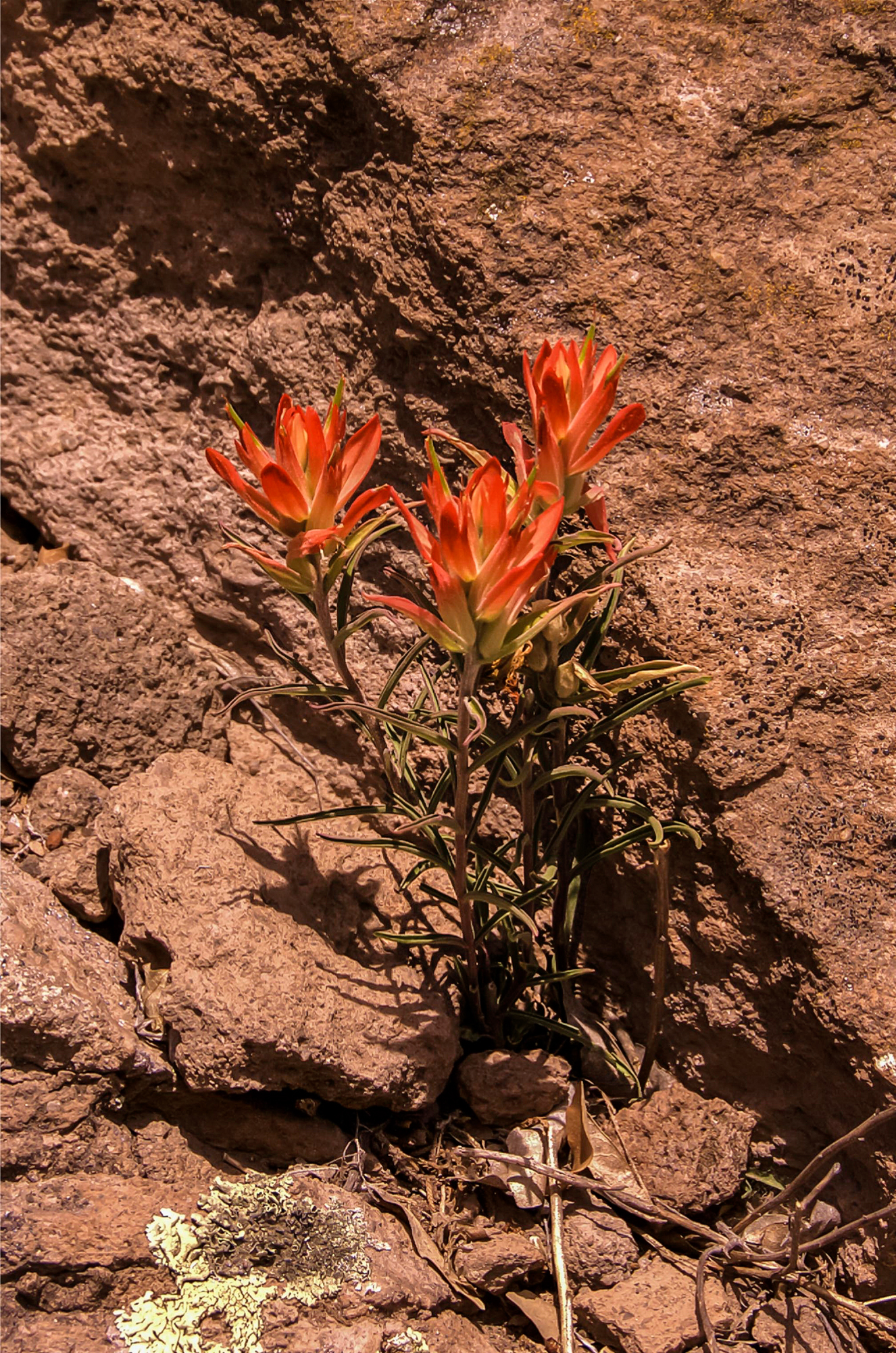 Photo Note Card: 
Indian Paintbrush wildflowers,  was taken along the Frijoles Canyon trail in Bandelier National Monument, near Los Alamos in northwest New Mexico