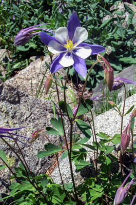 Photo Note Card: 
Blue Columbine wildflowers,  was taken on the front range of the Rocky Mountains northwest of Boulder, Colorado