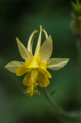 Photo Note Card: 
Yellow Columbine,  was taken at Rifle State Park on the western slope of Colorado