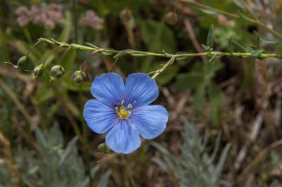 Photo Note Card: 
Blue Flax wildflower,  was taken in the Wet Mountain Valley on the east side of the Sangre de Cristo mountains, near Westcliff, Colorado