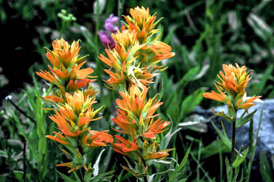Photo Note Card: 
Orange Indian Paintbrush wildflowers,  was taken at Yankee Boy Basin in the San Juan range of the Rocky Mountains, outside of Ouray on the western slope of Colorado