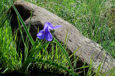Photo Note Card: 
Spiderwort wildflower, was taken on foothills meadow in the Open Space and Mountain Parks in northwest Boulder, Colorado