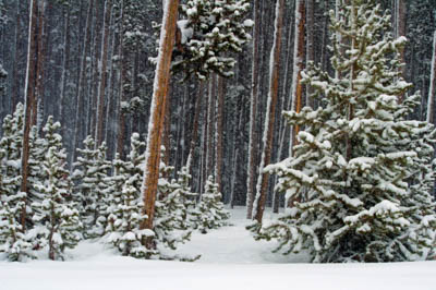 Photo Note Card: 
Winter Woodland Snowstorm, Winter Woodland Snowstorm,  was taken near Norris Junction  in Yellowstone National Park, Wyomingnear Norris Junction  in Yellowstone National Park, Wyoming