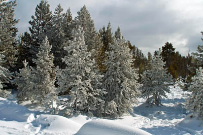 Photo Note Card: Ice and snow covered Evergreens in Winter,  was taken  at Sunset Lake in Black Sand Basin in Upper Geyser Basin, Yellowstone National Park, Wyoming